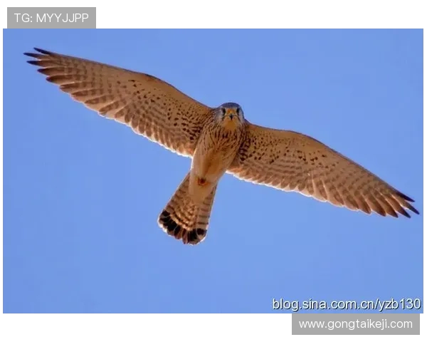 濂囪抗濂冲鏉庢槑钑婂帇杩紡杩涙敾妯壂鎿傚彴锛岃皝鑳介樆鎸¤繖鑲￠挗閾佹椽娴侊紵